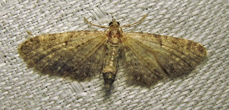 Eupithecia subfuscata (possible - worn specimen) - 7487