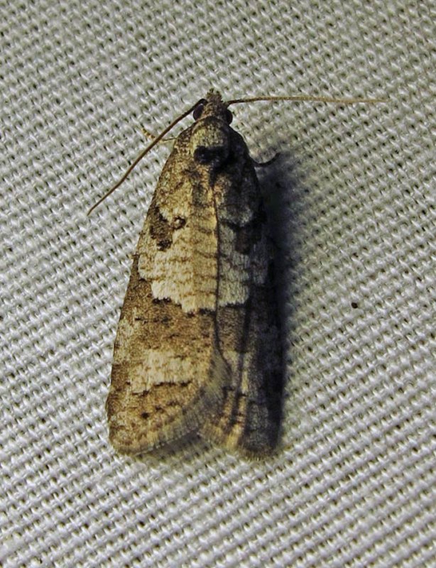 Apotomis infida - 2767