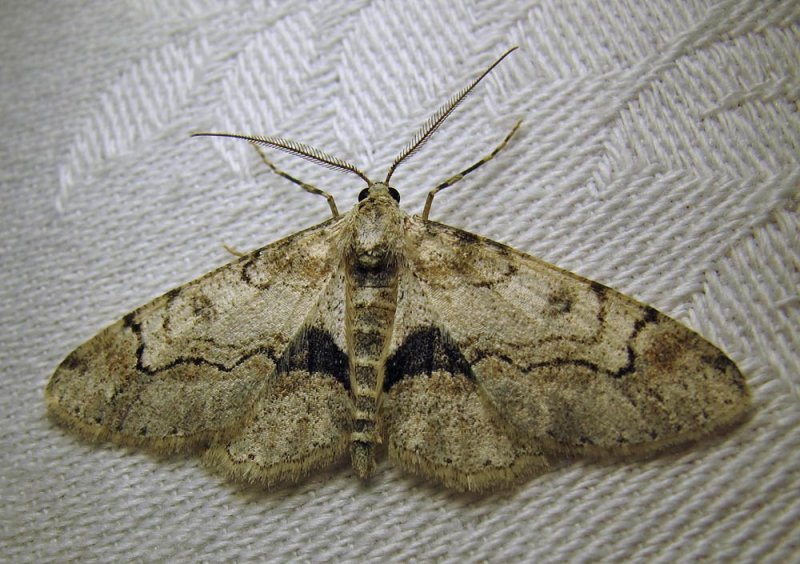 Iridopsis larvaria  - 6588 - Bent-line Gray