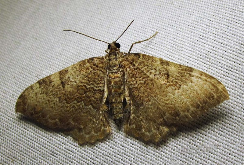 moth-29-06-2010-119.jpg