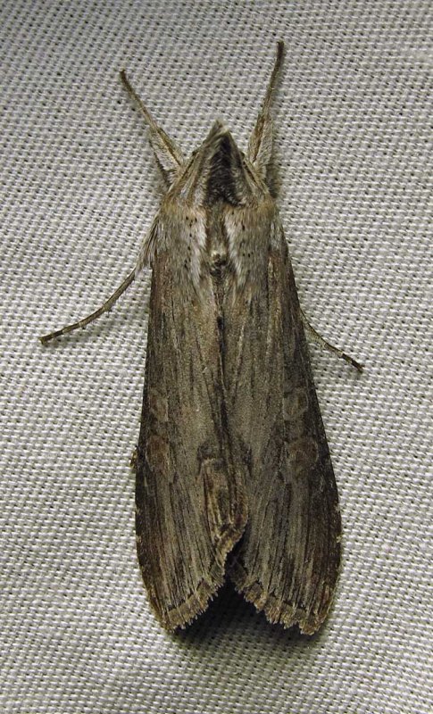 Cucullia (species?) - Hooded Owlet (which species?)