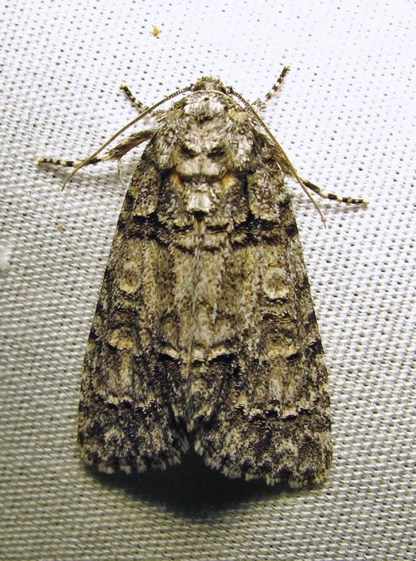 moth-03-07-2010-222.jpg