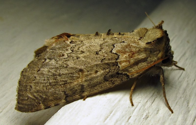  Pseudothyatira cymatophoroides - 6237 - Tufted Thyatirid - view 1