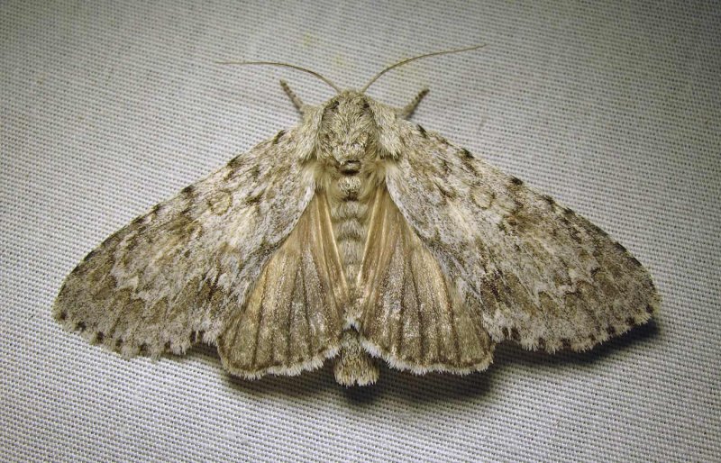 moth-07-07-2010-201.jpg