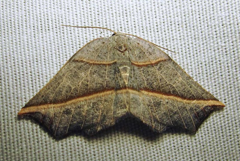 Metanema determinata - 6820 - Dark Metanema