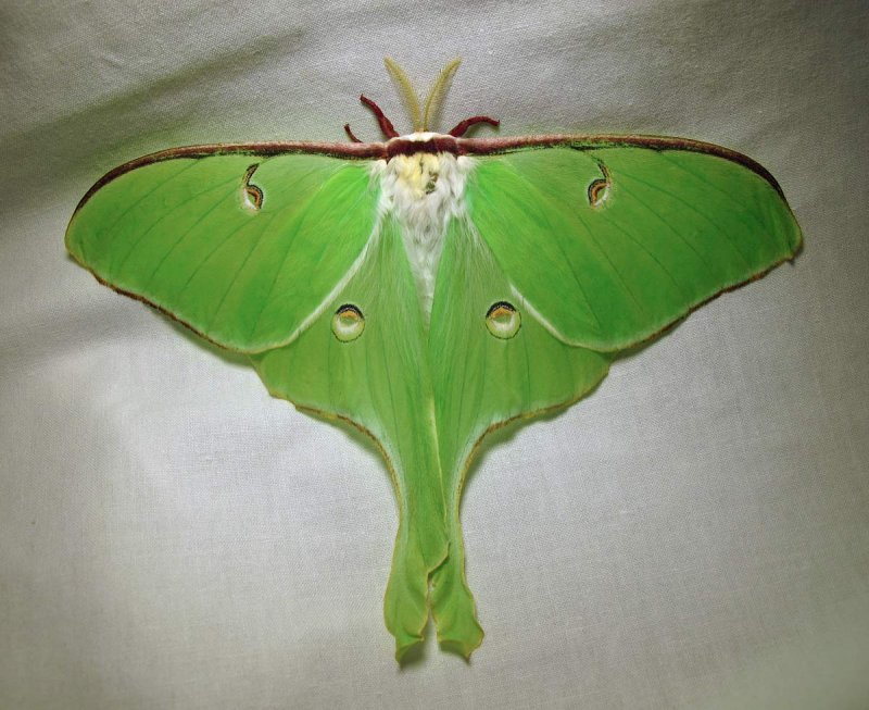 Actias luna - 7758 - Luna Moth