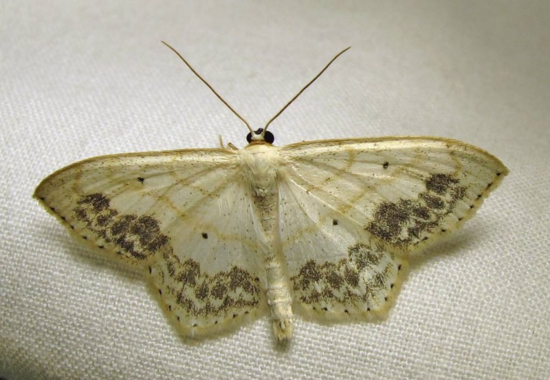 Scopula limboundata - 7159 - Large Lace-border moth