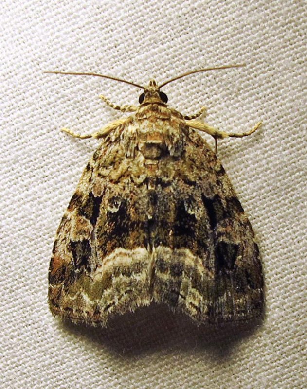 Protodeltote muscosula  9047  Large Mossy Lithacodia Moth 