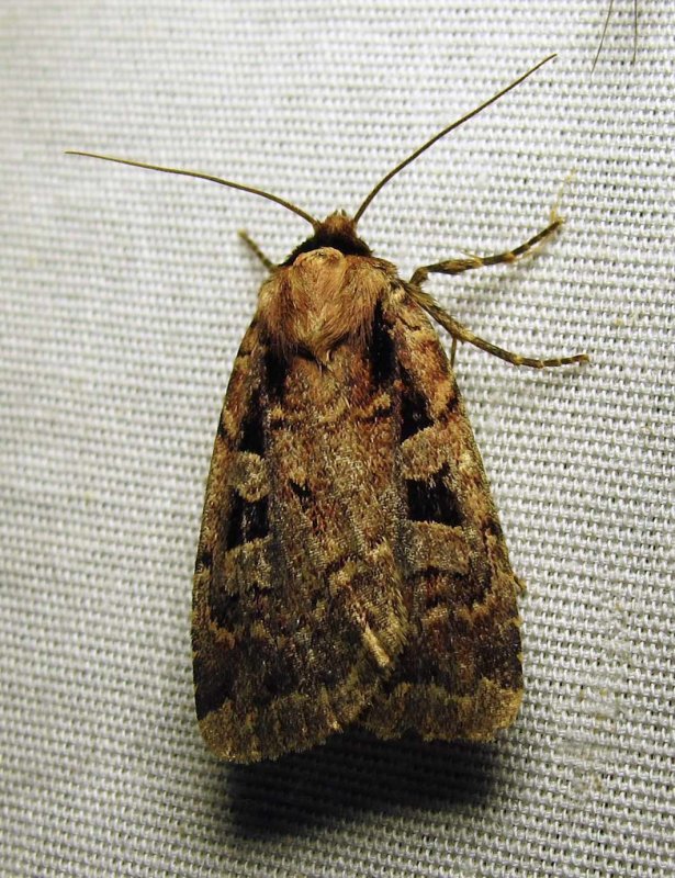 moth-08-07-2010-225.jpg