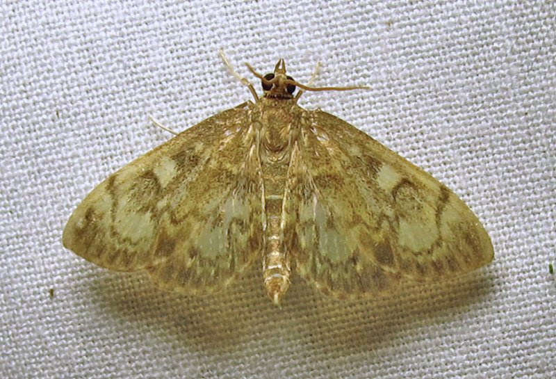 moth-16-07-2010-3005.jpg
