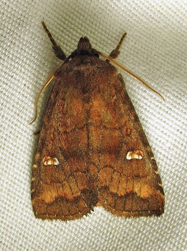 Tricholita signata - 10627 - Signate Quaker