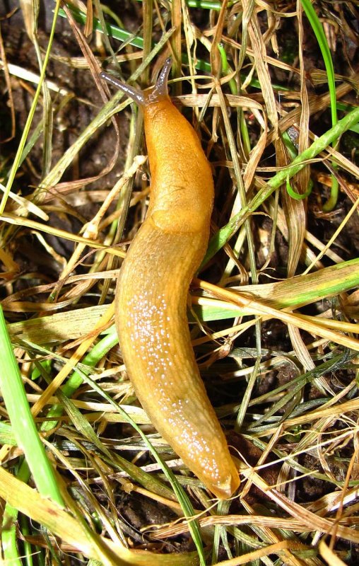 RH-yellow-slug-2-large.jpg