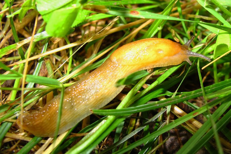 RH-yellow-slug-3-large.jpg