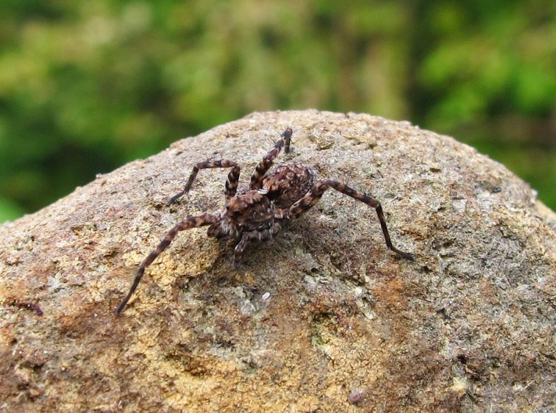 IRFD-hapless spider