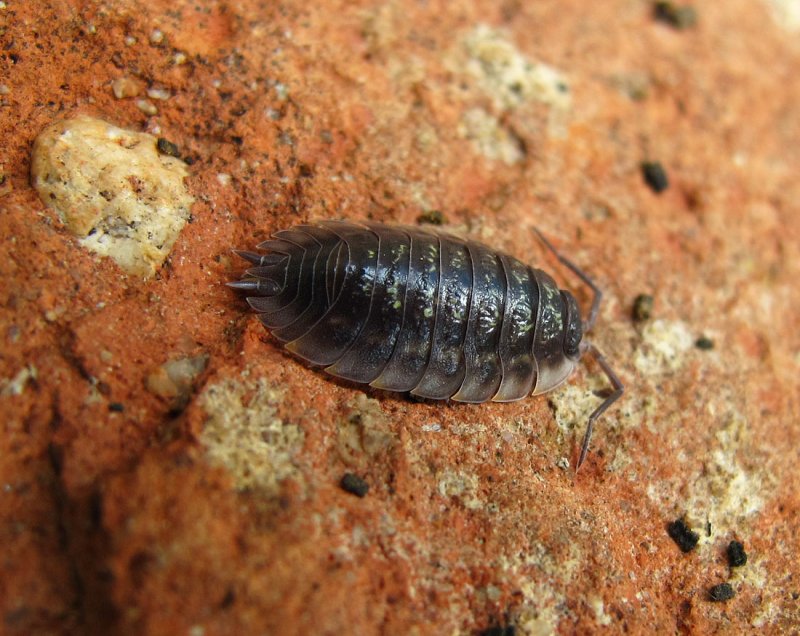 Oniscus asellus (?)