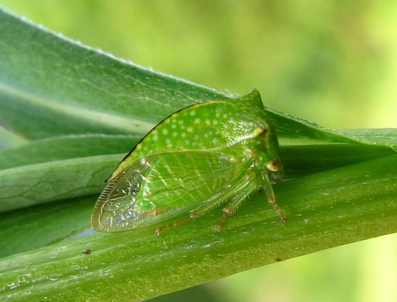 RH-treehopper-2.jpg