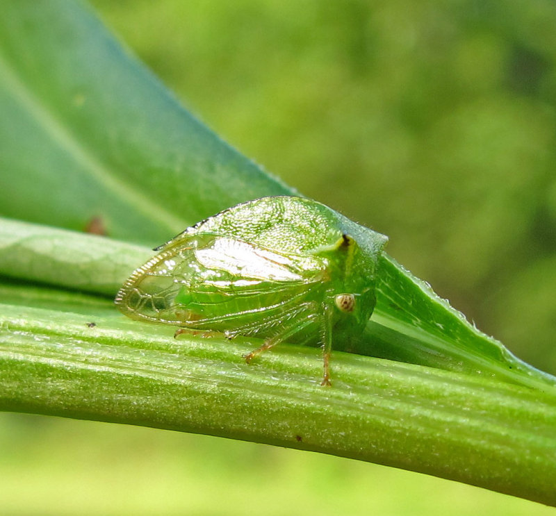 RH-treehopper-1.jpg