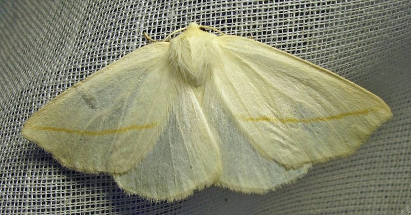 Tetracis cachexiata - 6964 - White Slant-line