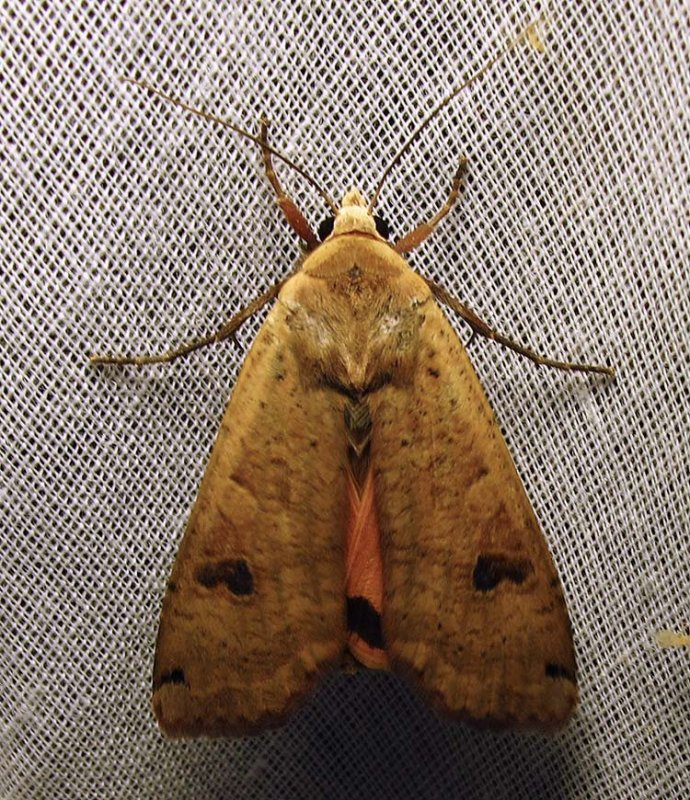 Noctua pronuba - 11003.1 Large Yellow Underwing