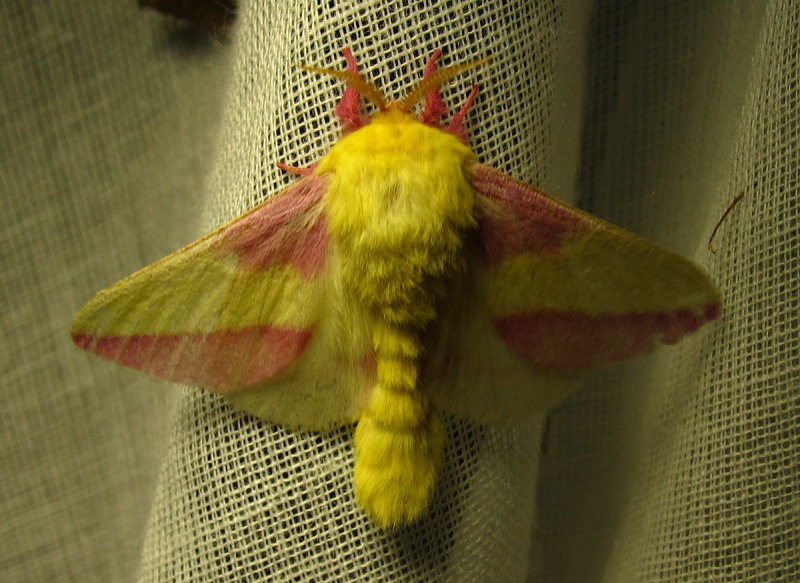 Dryocampa rubicunda - 7715 - Rosy Maple