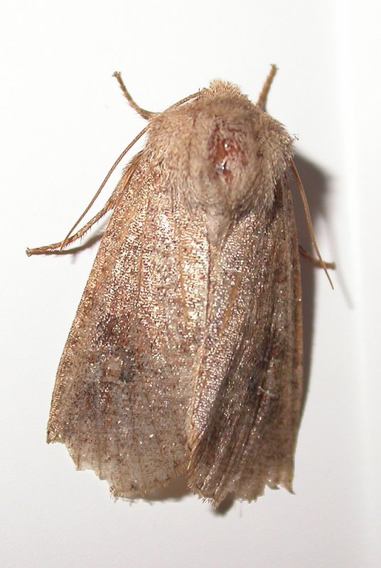 moth-23-05-08-2008.jpg