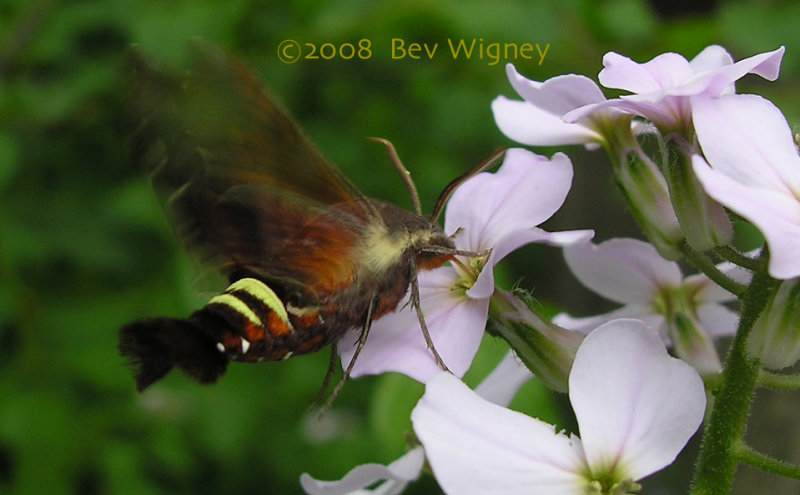 Amphion floridensis - 7873 - Nessus Sphinx