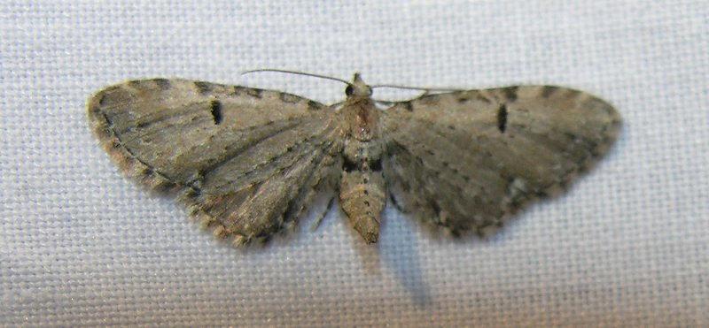 moth-04-06-2008-1.jpg