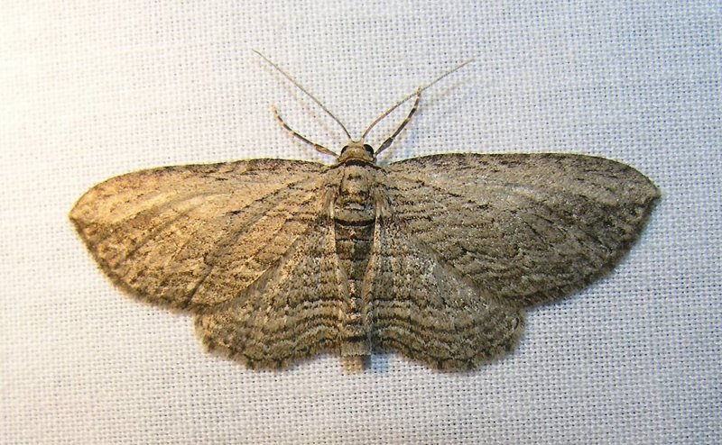 moth-04-06-2008-2.jpg