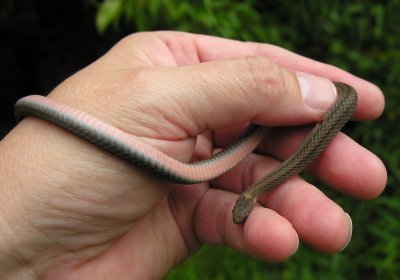 Storeria occipitomaculata occipitomaculata - Northern Red-bellied Snake