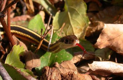 Thamnophis sauritus septentrionalis - view 2