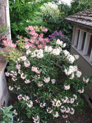 rhodies between house and studio