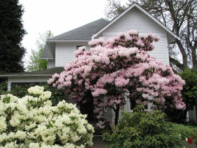 rhodies at the Brook house