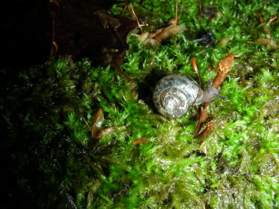 Snail F South March Highlands Conservation Forest Kanata 01June2008 214.jpg