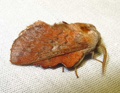 Phyllodesma americana - 7687 - Lappet Moth