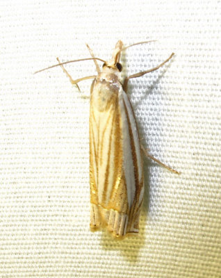 Crambus laqueatellus - 5378 - Eastern Grass-veneer Moth