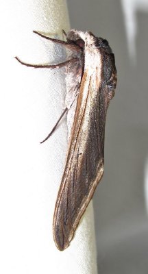 Sphinx drupiferarum - 7812 - Wild Cherry Sphinx Moth
