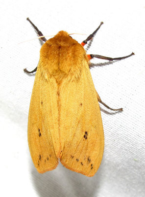 Pyrrharctia isabella - 8129 - Isabella Tiger Moth - view 1