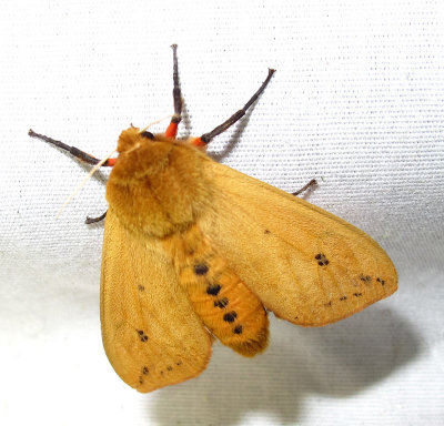 Pyrrharctia isabella - 8129 - Isabella Tiger Moth - view 2