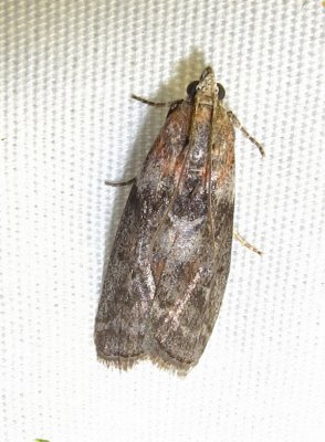 Sciota subcaesiella - 5796 - Locust Leafroller Moth