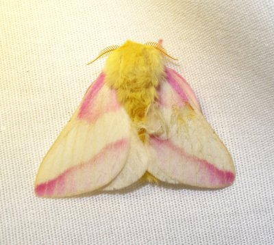 Dryocampa rubicunda - 7715 - Rosy Maple Moth - view 2