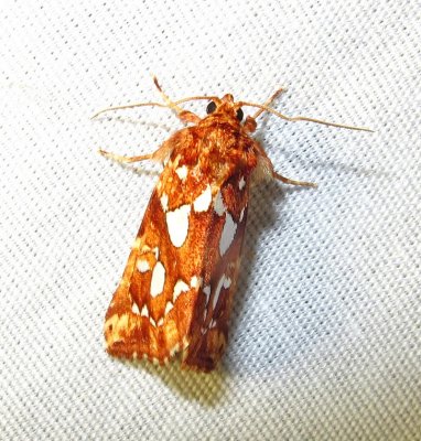 Callopistria cordata - 9633 - Silver-Spotted Fern Moth - view 2