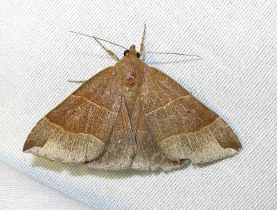 Parallelia bistriaris - 8727 - Maple Looper Moth