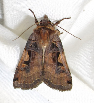 Xestia dolosa - 10942.1 - Black-letter Dart Moth