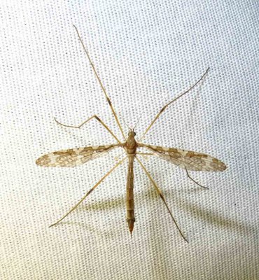 small Crane fly that came to the light