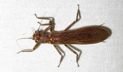 Perlidae species (?) - Stonefly