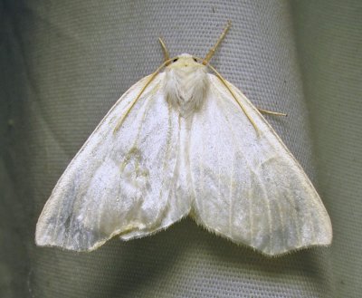 Tetracis cachexiata - 6964 - White Slant-Line