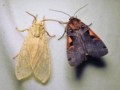 Halysidota tessellaris - 8203 & Xestia dolosa - 10942.1