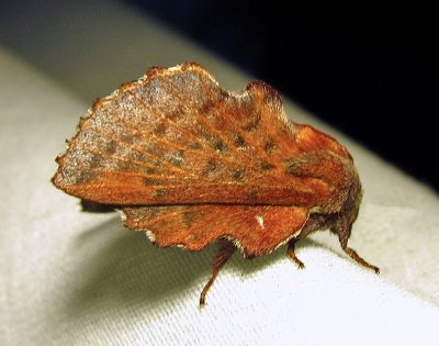 Phyllodesma americana - 7687 - Lappet Moth - view 2