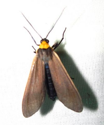 Cisseps fulvicollis - 8267 - Yellow-collared Scape Moth