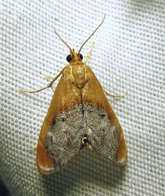 Chalcoela iphitalis - 4895 - Sooty-winged Chalcoela Moth